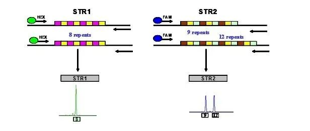 森贝伽生物：STR鉴定，为您的细胞提供身份证明