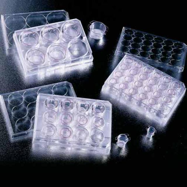24孔细胞标准培养板, TC表面, 单独或单个成套包装