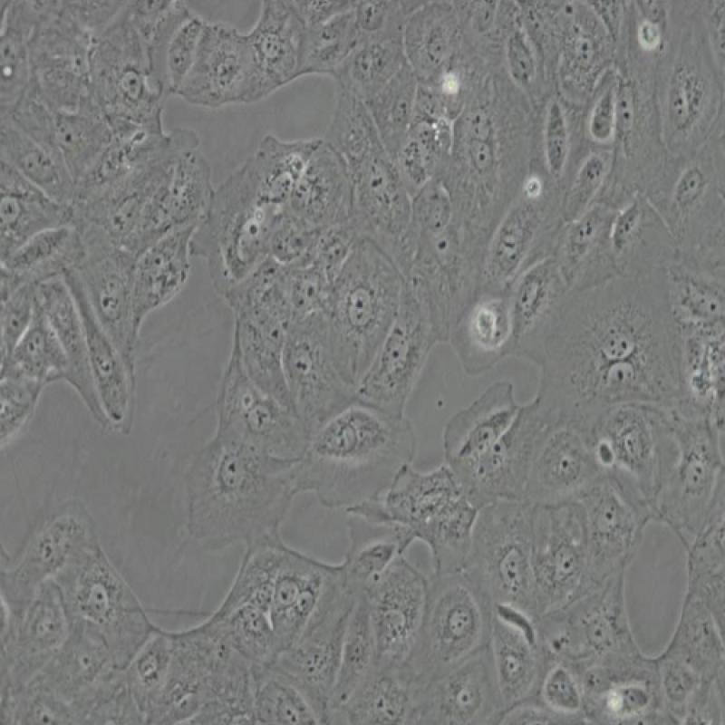 人肾皮质近曲小管上皮细胞（HK-2）