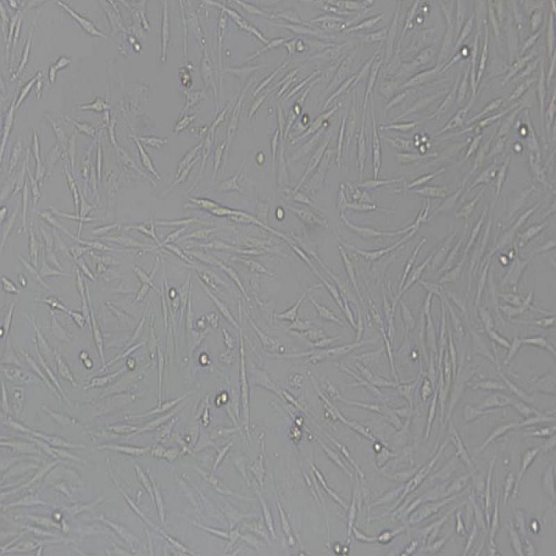 鸡胚胎成纤维细胞(UMNSAH...