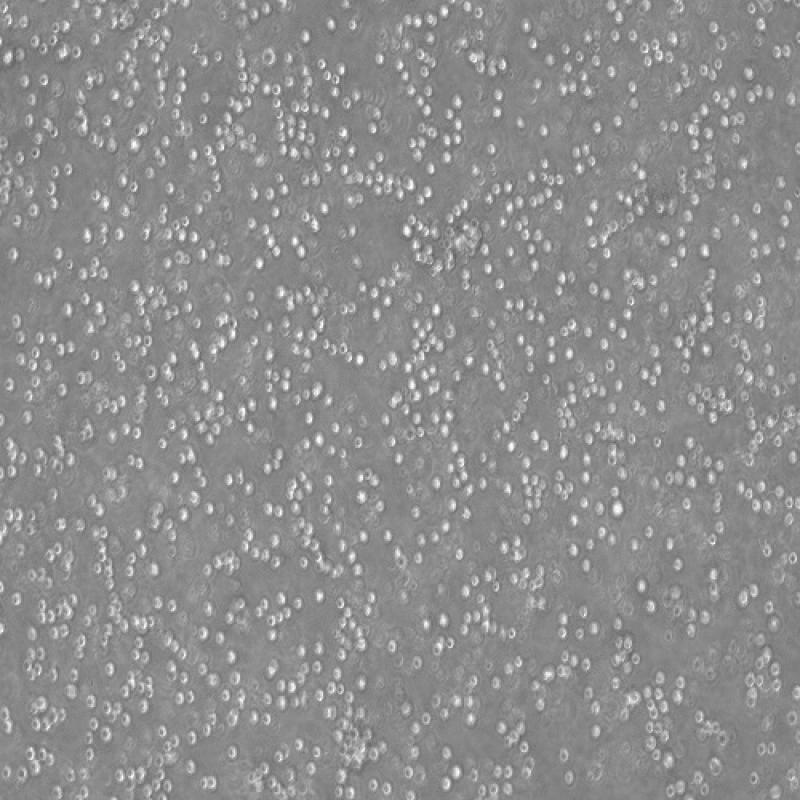 小鼠肥大细胞瘤细胞（P815）