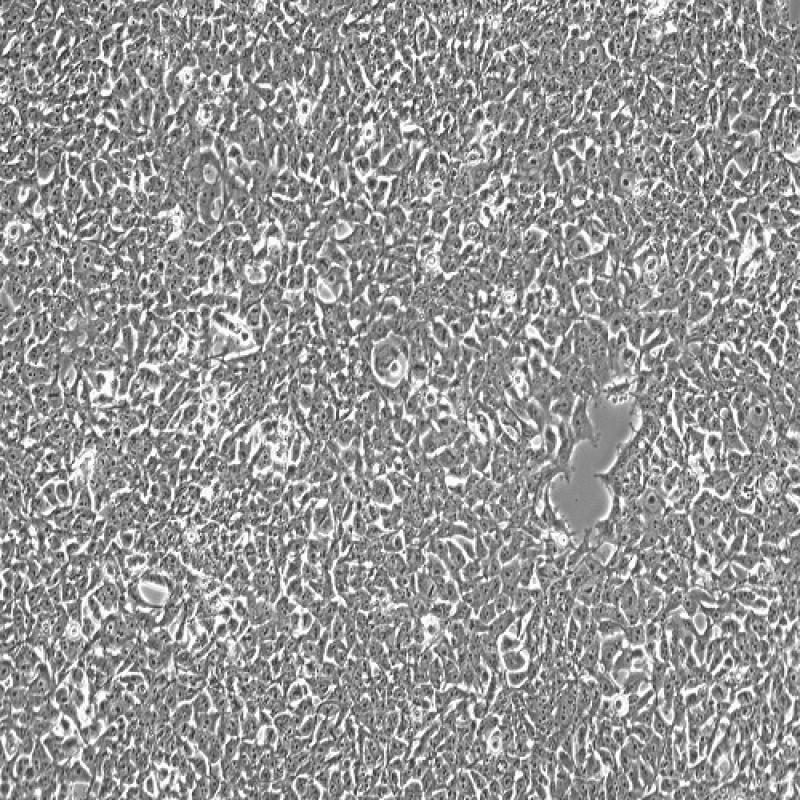 人胚肾细胞(293FT)