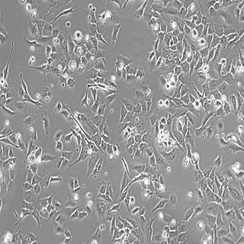 人小胶质细胞（HMC3 ）