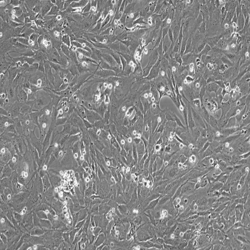 小鼠胚胎成骨细胞(MC3T3-...