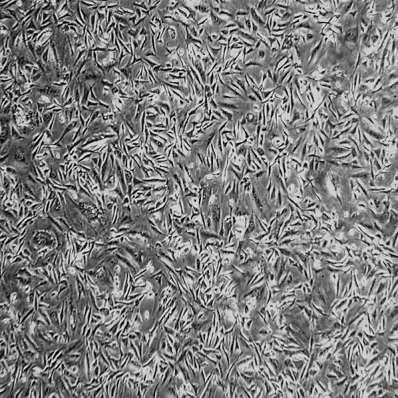 小鼠胚胎成纤维细胞 3T3-L1