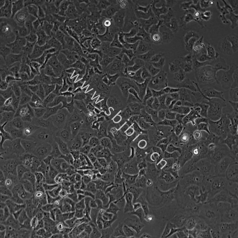 人非小细胞肺癌腺癌细胞 NCI-H522