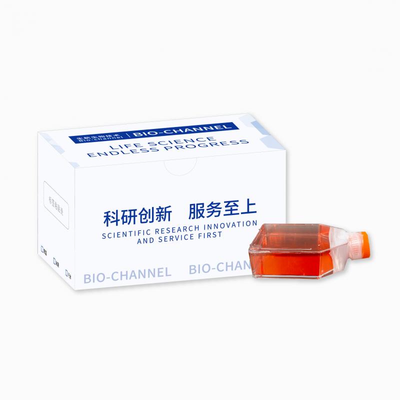 大鼠主动脉内皮细胞